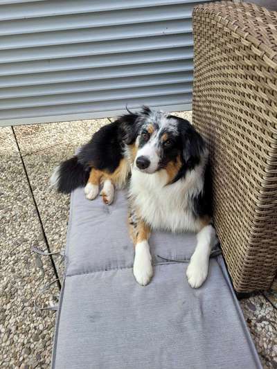 Australian Shepherd Freunde/innen-Beitrag-Bild