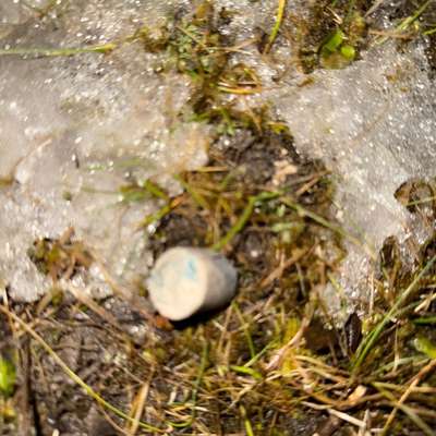 Giftköder-Vermutlicher Giftköder-Bild