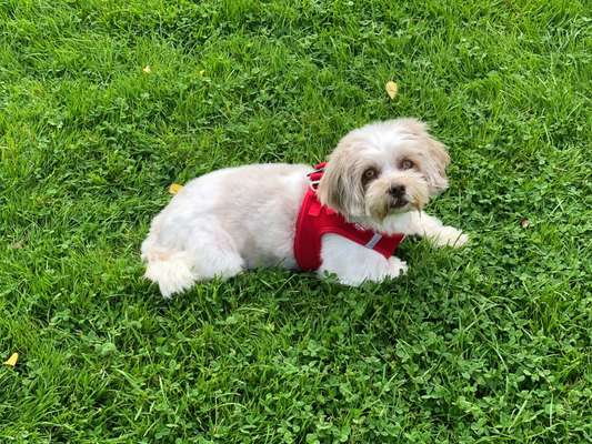 Hundetreffen-Gassirunde im Stadtpark-Bild