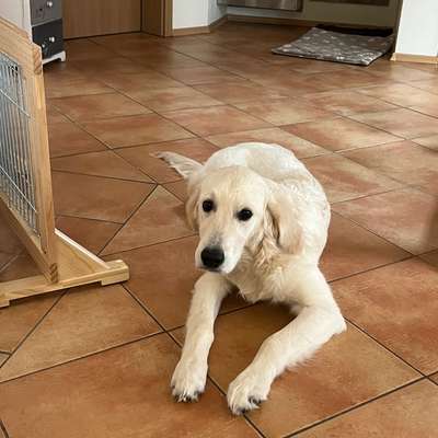 Hundetreffen-Junghund Treffen-Bild