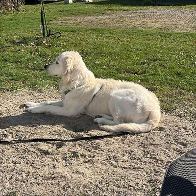 Hundetreffen-Junghund Treffen-Bild