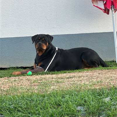 Hundetreffen-Spielrunden