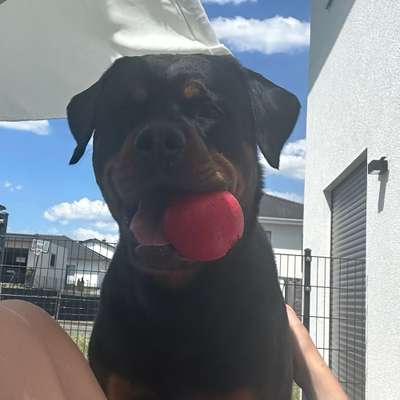 Hundetreffen-Spielrunden
