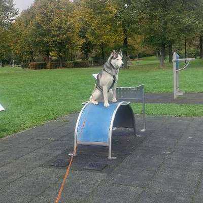 Lieblingsgegenstände beim gassi gehen?-Beitrag-Bild