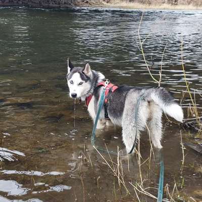 Hundetreffen-Freuen Uns immer auf nette Begegnungen-Bild