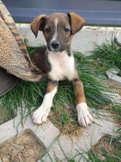 Welpen Bilder !-Beitrag-Bild