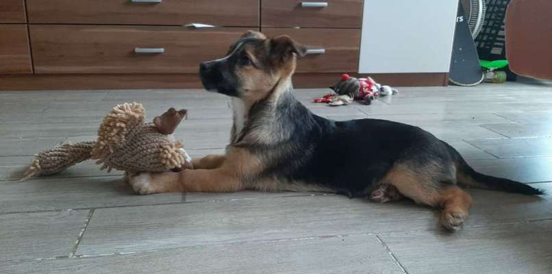 Welpen Bilder !-Beitrag-Bild