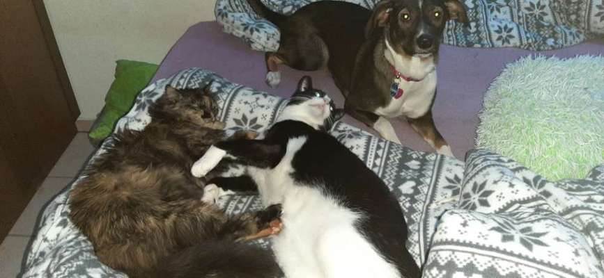 Hund und Katz Momente-Beitrag-Bild