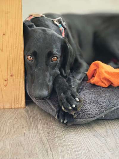 Hundetreffen-Spaziergang, Caniwalken oder Training-Bild
