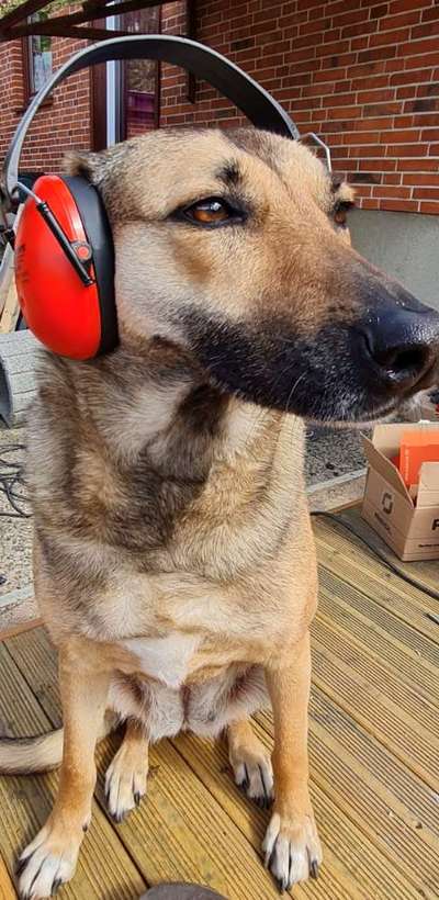 Hier ist der Spaßthread. Zum Schmunzeln und Kaputtlachen-Beitrag-Bild