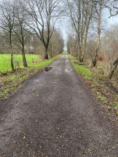 Hundeauslaufgebiet-Königsmoor-Bild