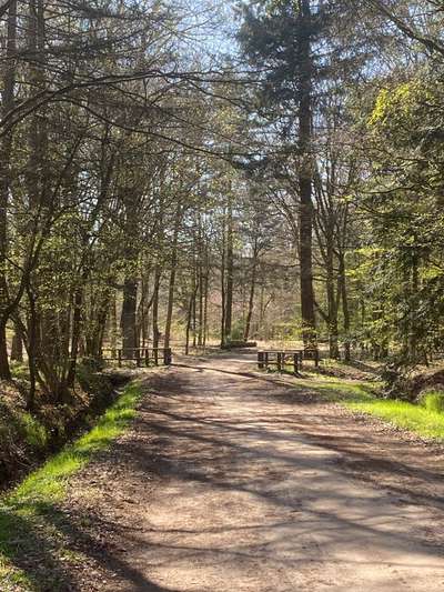 Hundeauslaufgebiet-Stikelkamperwald-Bild