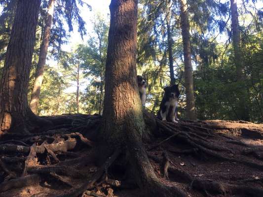 Hundeauslaufgebiet-Heseler Wald-Bild