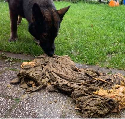 Barfen, wie macht ihr es?-Beitrag-Bild