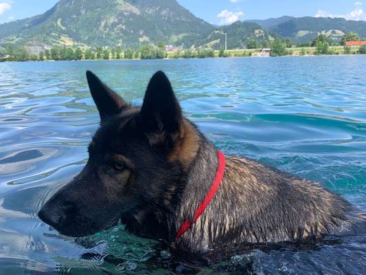 Alles rund um den Schäferhund, diskutieren erwünscht.-Beitrag-Bild