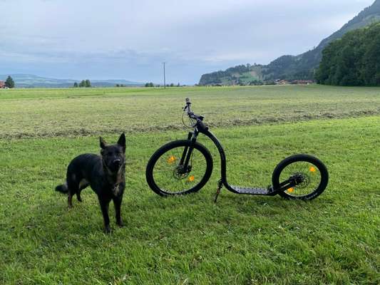 Radfahren mit Hund-Beitrag-Bild