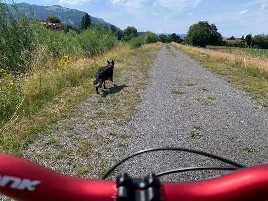 Radfahren mit Hund-Beitrag-Bild