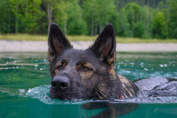 Schwimmen lernen-Beitrag-Bild