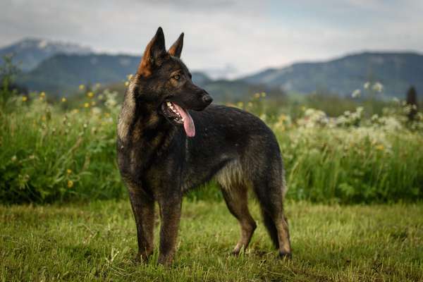 Deutsche Schäferhunde, Belgische Schäferhunde.-Beitrag-Bild