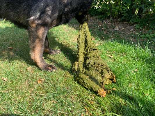 Zeigt her Eure Futternäpfe-Beitrag-Bild
