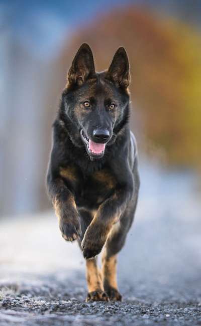 Dogorama Photo Challenge - Details Ganz nah-Beitrag-Bild