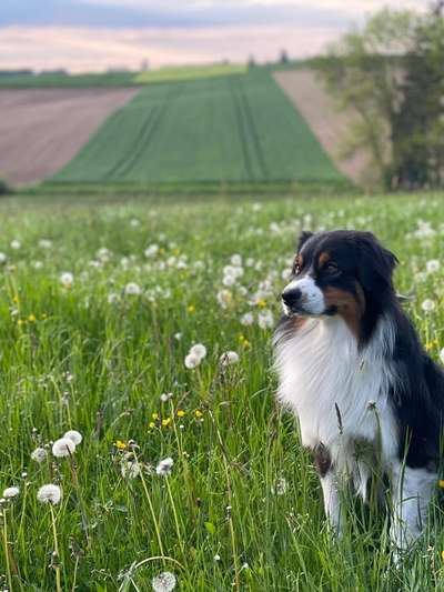 Hundetreffen-Gassi gehen-Bild