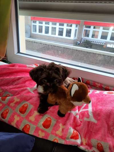 Kleine Hunde ganz Groß-Beitrag-Bild