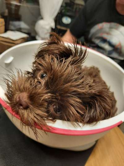 Dogorama Photo Challenge - Hundeblick zum hinschmelzen-Beitrag-Bild