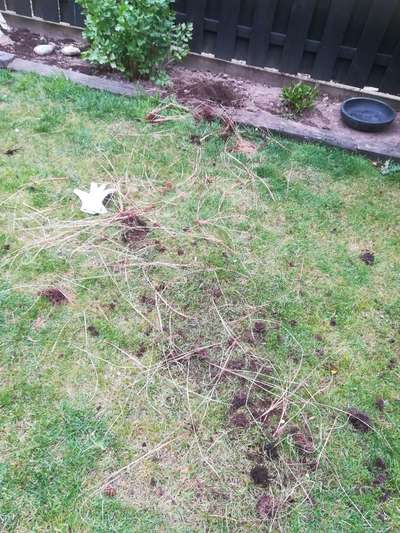 Zeig mir, dass du mit einem hund zusammenlebst....-Beitrag-Bild