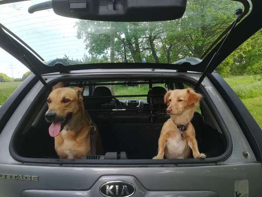 Die Dogorama Wochen Challenge "Friends will be Friends"-Beitrag-Bild