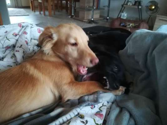 43. Fotochallenge-Zeigt mir eure Ball oder Frisbee verrueckten Hunde-Beitrag-Bild