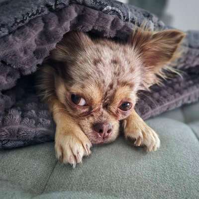 Hundetreffen-Schnüffelrunde für kleine Seelenwärmer-Bild