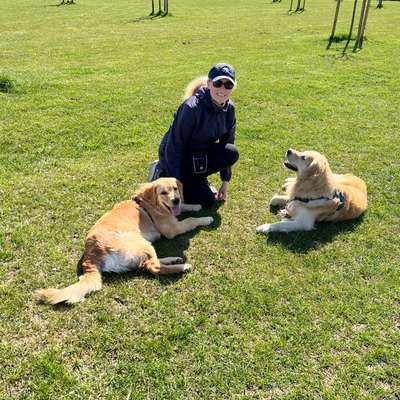 aktuelles Foto Gruppe Golden Retriever