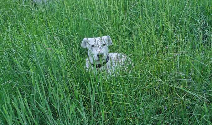 Die Dogorama Monats Challenge "Es grünt und blüht"-Beitrag-Bild