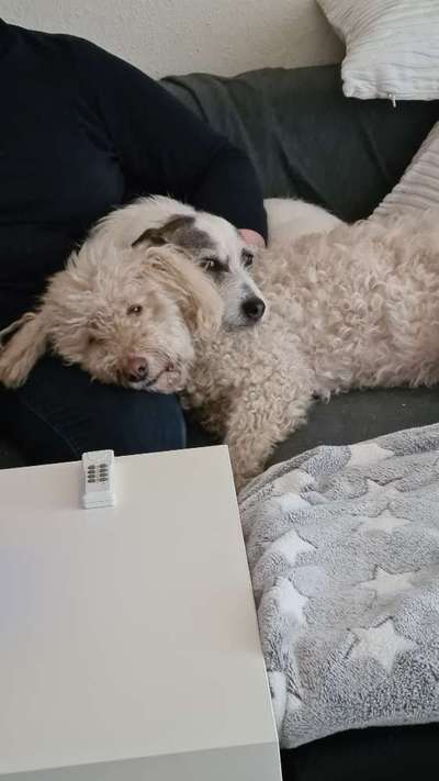 Bester Freund, Hundekumpel - zeigt her!-Beitrag-Bild