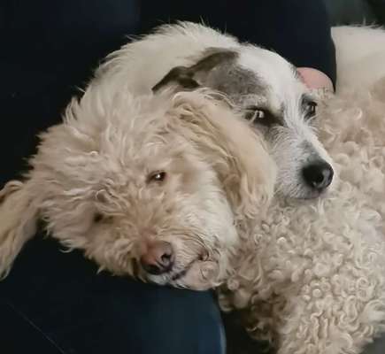 Bester Freund, Hundekumpel - zeigt her!-Beitrag-Bild