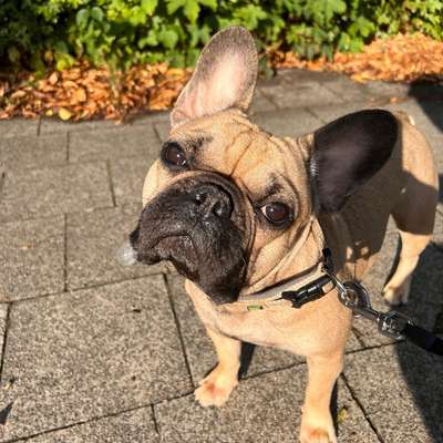 Hundetreffen-Frenchie Play-Date in Arnsberg-Bild