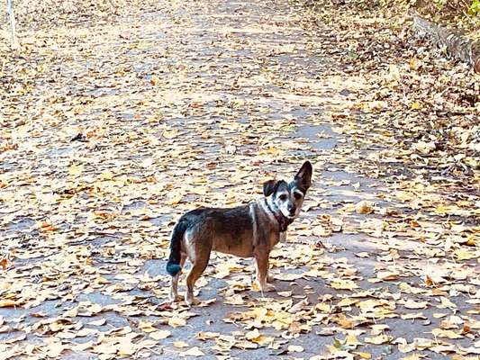 Mischlinge raten - Rätselspaß-Beitrag-Bild