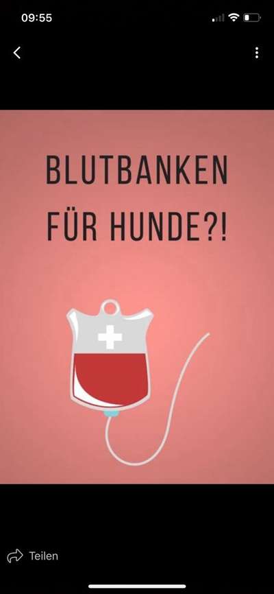 Gehören Hunde ins Restaurant?-Beitrag-Bild