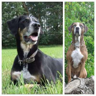 Unsere Fellnasen im Regenbogenland-Beitrag-Bild