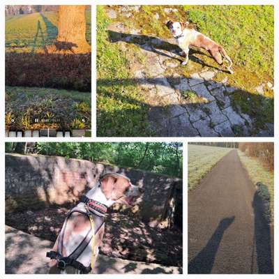 43. Collage Challenge - Schattenspiele-Beitrag-Bild