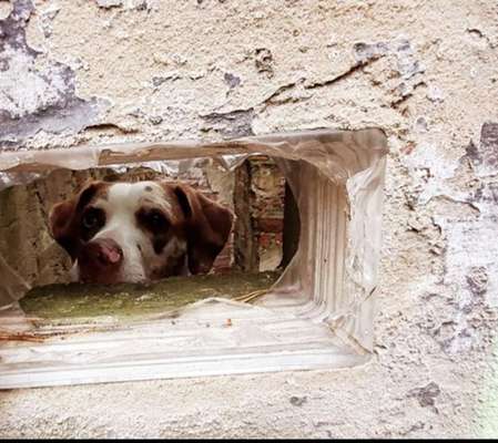 Dogorama Photo Challenge - Durchblick-Beitrag-Bild