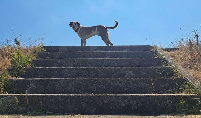 Handy Fotochallenge Nr. 52: Dein Hund mit blauem Himmel-Beitrag-Bild