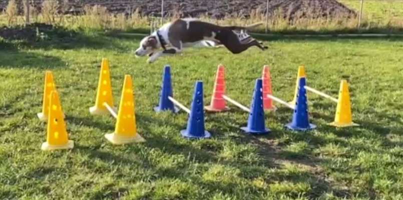 Dogorama Photo Challenge - Hunde in Action-Beitrag-Bild