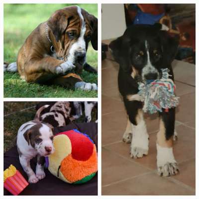 Welpen Bilder !-Beitrag-Bild