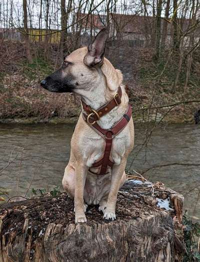 Welches Halsband trägt dein Hund und warum dieses?-Beitrag-Bild