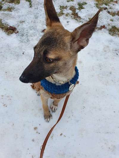 Foto Challenge Nr.: 114
Hunde im Schnee-Beitrag-Bild