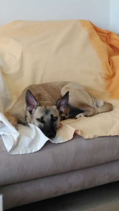 eure Spitznamen für die Vierbeiner-Beitrag-Bild