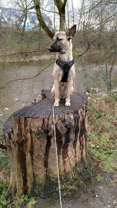 Hunde aus dem Tierschutz: Bulgarien-Beitrag-Bild
