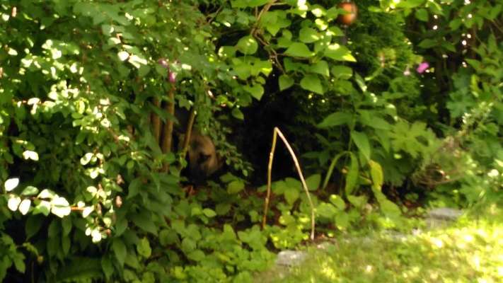 Dogorama Photo Challenge - Tarnung ist alles-Beitrag-Bild